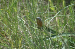 Sporophila hypoxantha