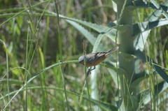 Sporophila hypoxantha