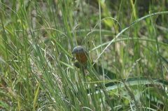 Sporophila hypoxantha