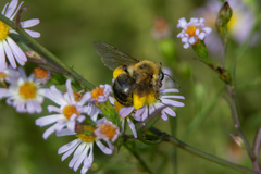 Melissodes dentiventris