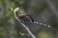 Erythemis plebeja