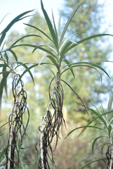 Senecio cinerarioides
