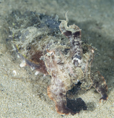 Sepia plangon