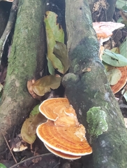 Pycnoporellus fulgens