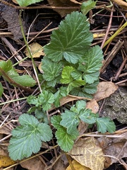 Geum