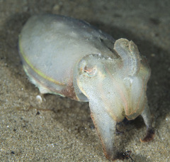 Sepia plangon