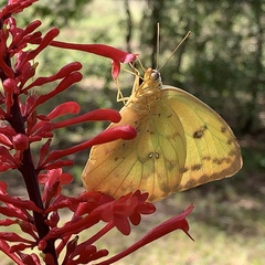 Phoebis philea