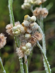 Helichrysum luteoalbum