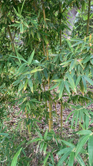 Phyllostachys aurea