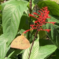 Phoebis philea