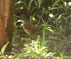 Turdus albicollis
