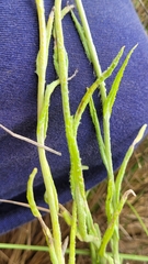 Helichrysum luteoalbum