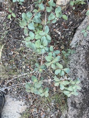 Lonicera subspicata denudata