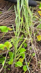 Helichrysum luteoalbum