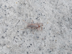 Ammotrechidae