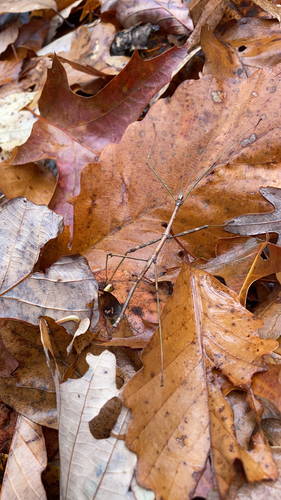 Common walkingstick