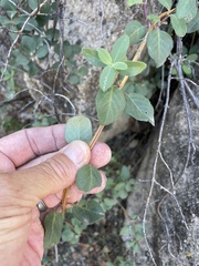 Lonicera subspicata denudata