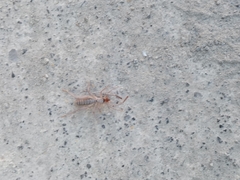 Ammotrechidae