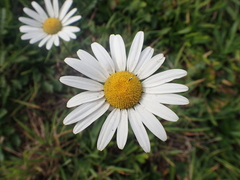 Anthemideae