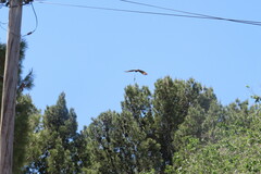 Parabuteo unicinctus