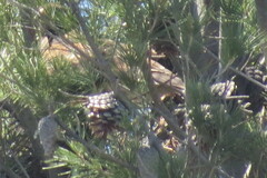 Parabuteo unicinctus