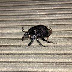 Typhaeus typhoeus