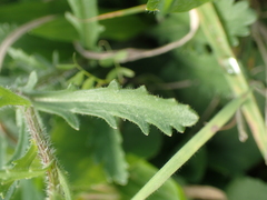 Anthemideae