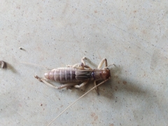 Gryllacrididae