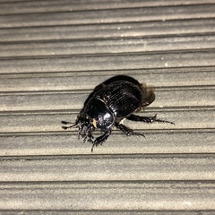 Typhaeus typhoeus