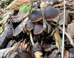 Macrocystidia