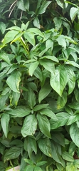 Syngonium