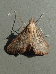 Endotricha pyrosalis