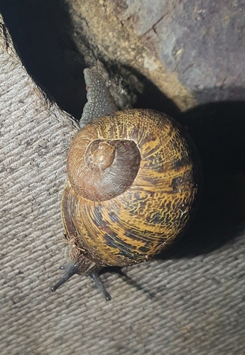 Garden Snail