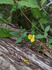 Vigna luteola