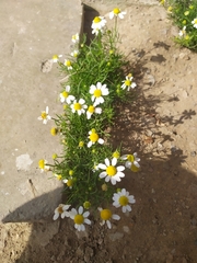 Matricaria chamomilla