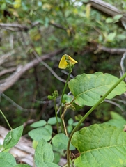 Vigna luteola