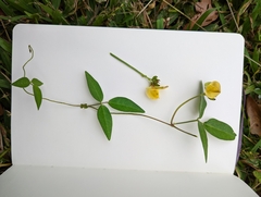 Vigna luteola