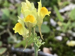 Linaria supina