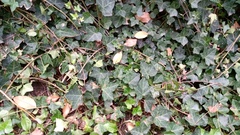 Colletotrichum trichellum
