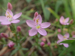 Centaurium