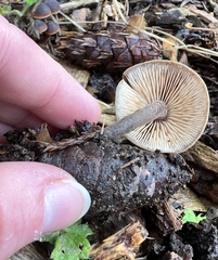 Macrocystidia