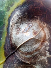 Colletotrichum trichellum