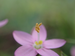 Centaurium
