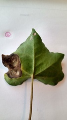 Colletotrichum trichellum