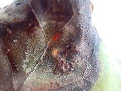 Colletotrichum trichellum