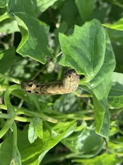 Spodoptera dolichos