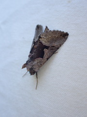 Autographa ampla