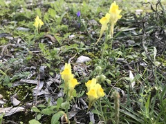 Linaria supina