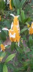 Pachystachys lutea