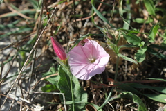Convolvulus cantabrica